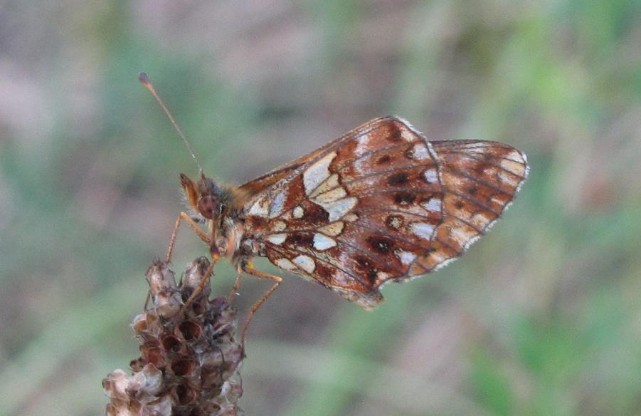Boloria dia?
